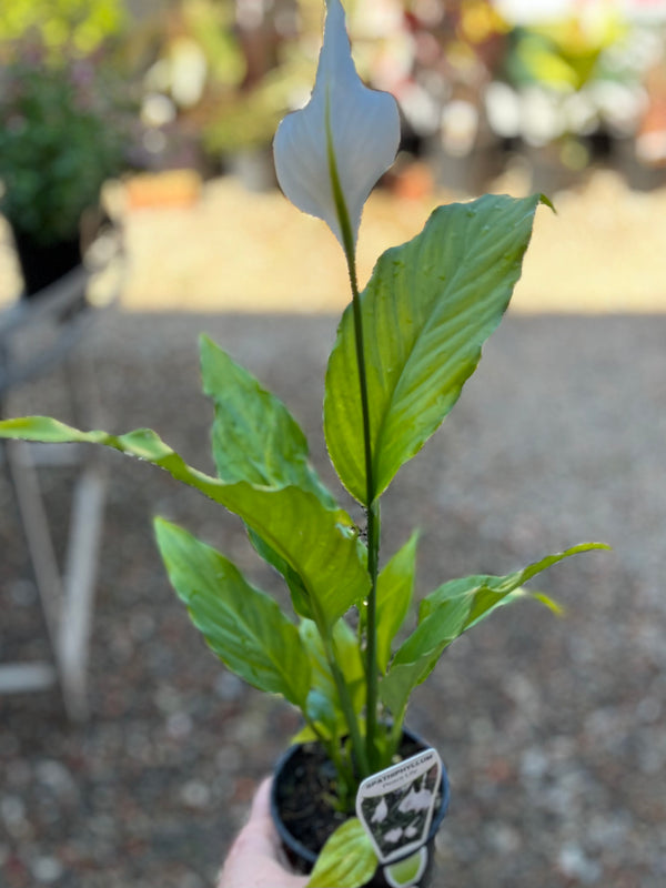 Spathiphyllum Sweet Pablo