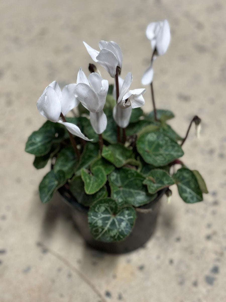 CYCLAMEN