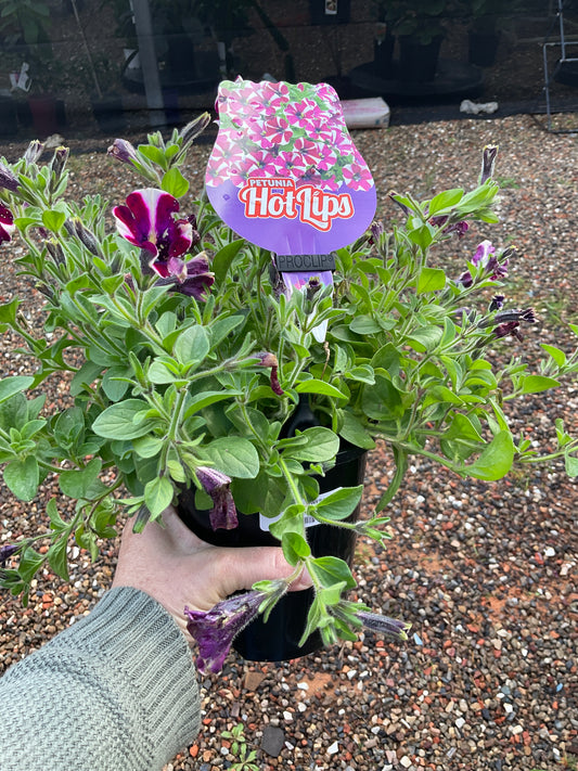 PETUNIA FLOWERS