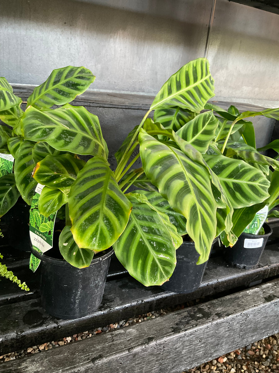 CALATHEA ZEBRINA