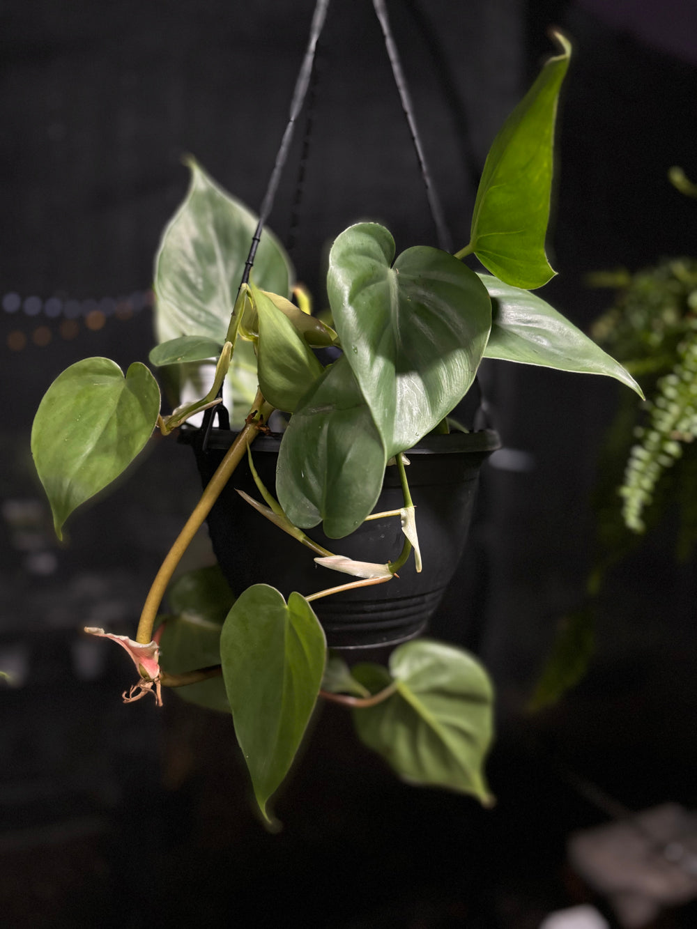 Philodendron Cordatum