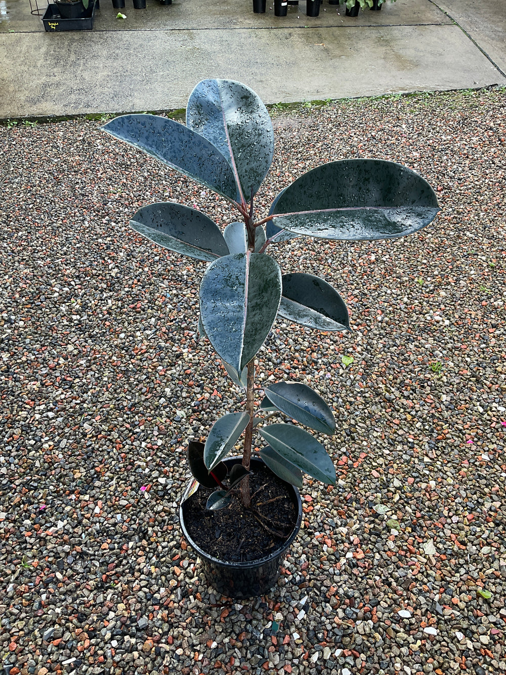 Ficus Burgundy (Rubber Plant)