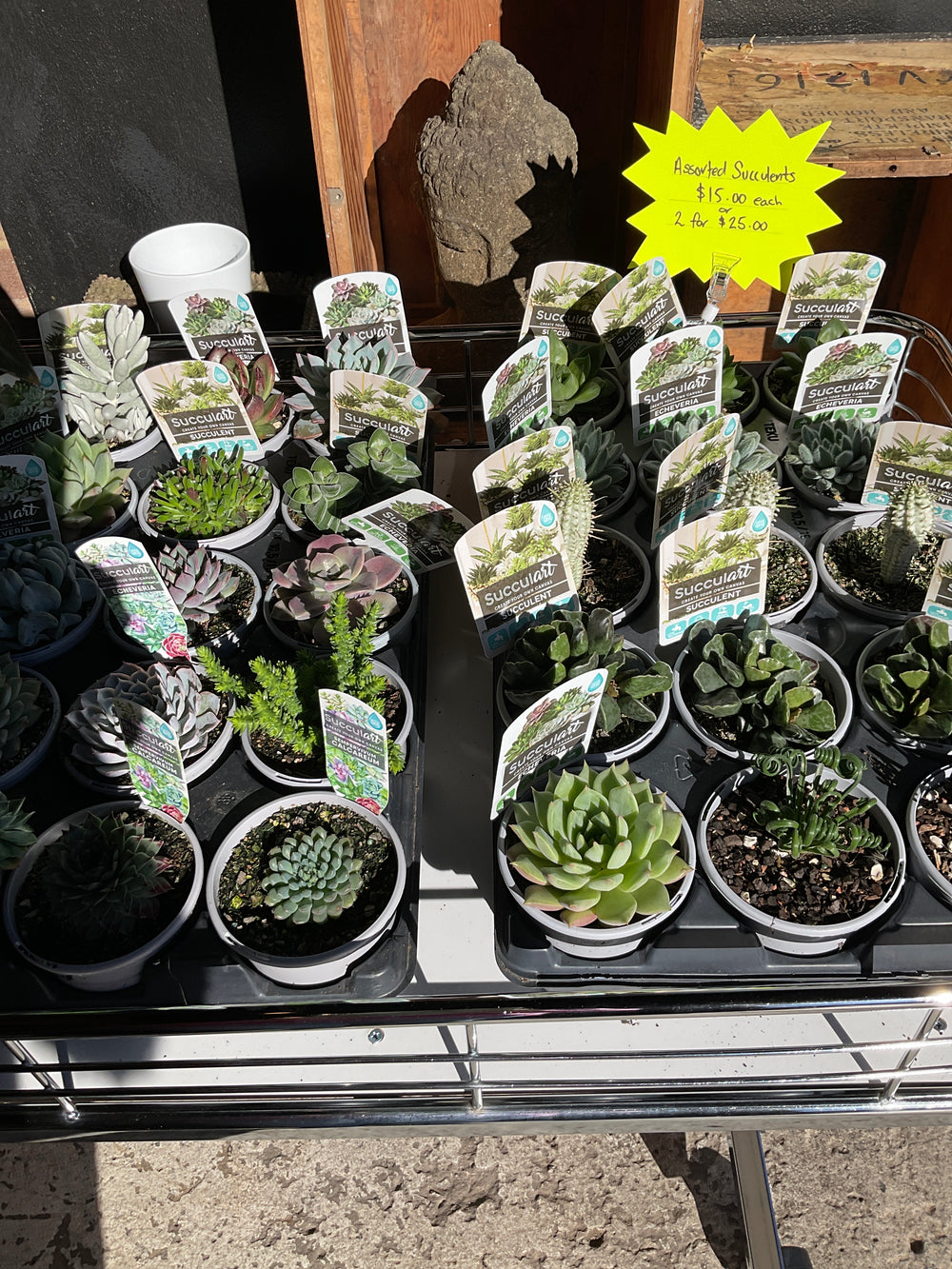 Potted Succulents 105mm