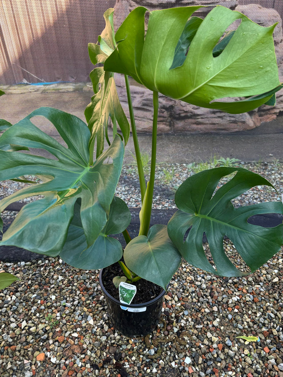 MONSTERA DELICIOSA