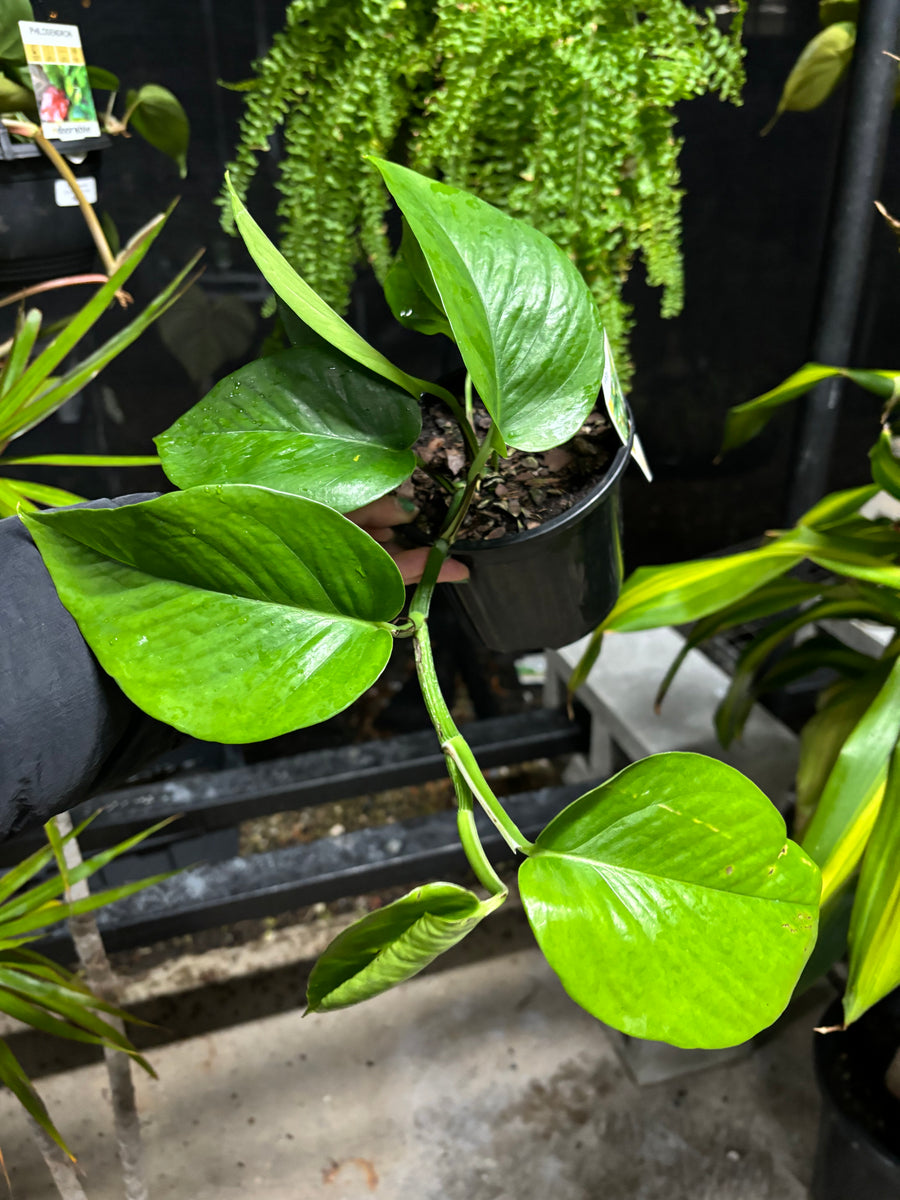 GREEN POTHOS