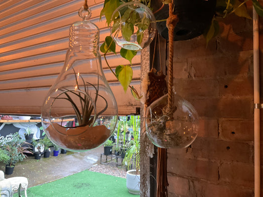 Custom terrarium