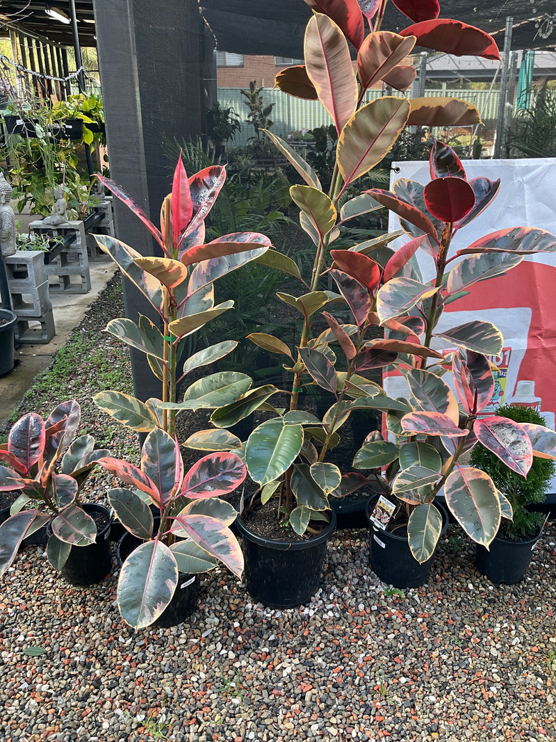 FICUS RUBY