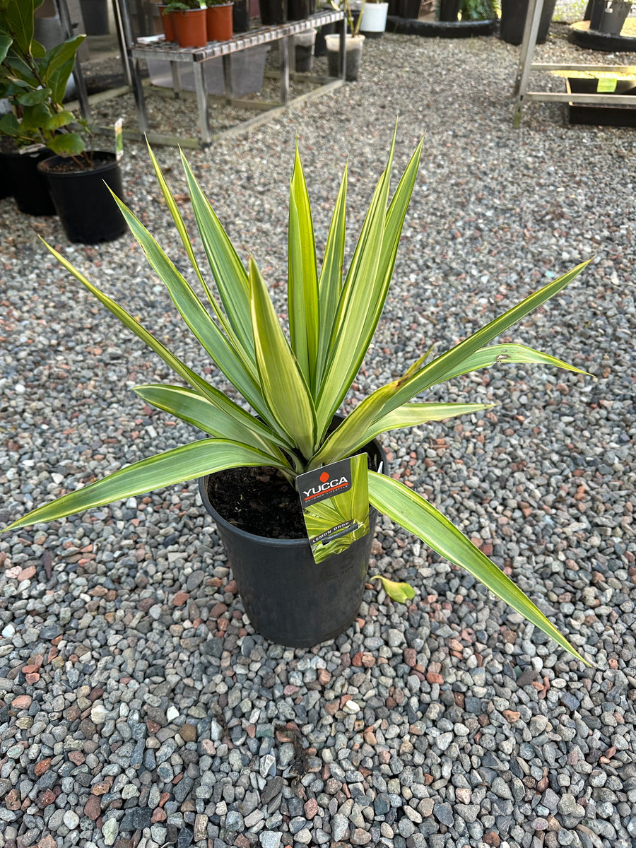 YUCCA LEMON DROP