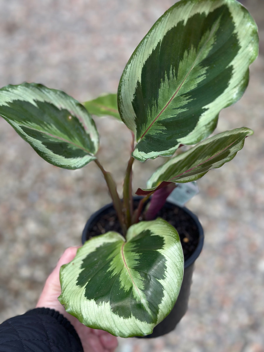 CALATHEA SHINESTAR