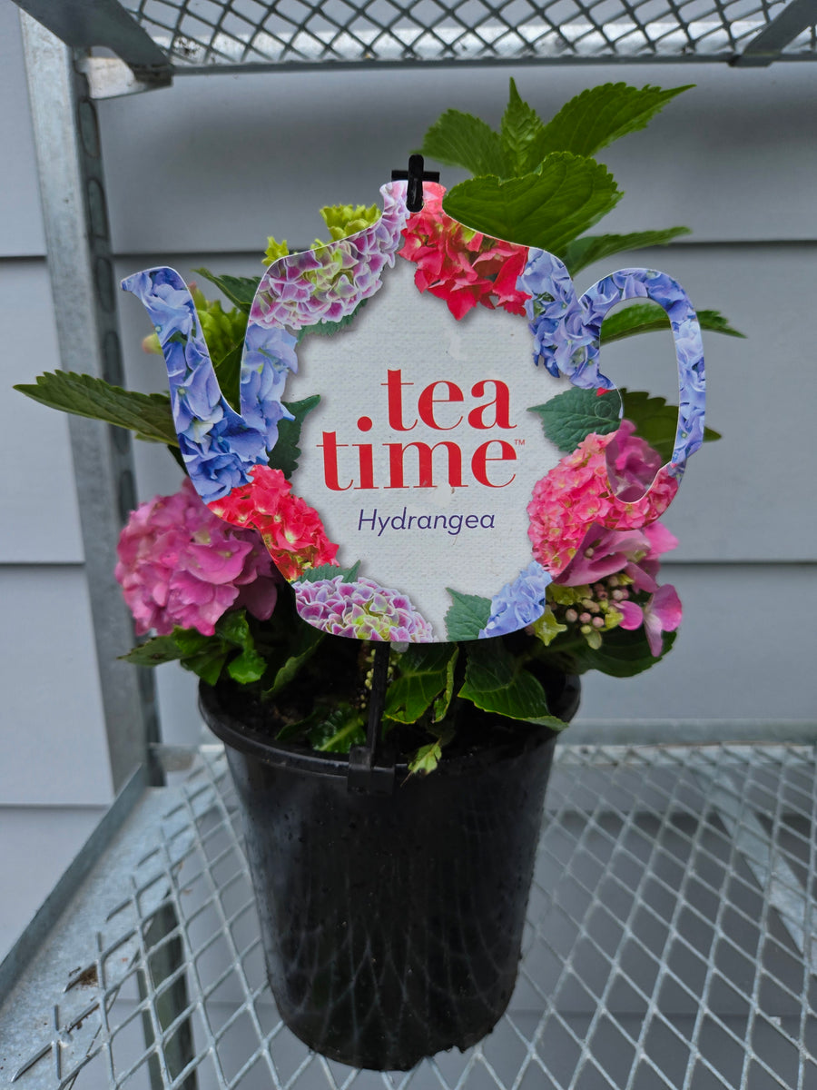 HYDRANGEA TEATIME PINK SENSATION 175MM