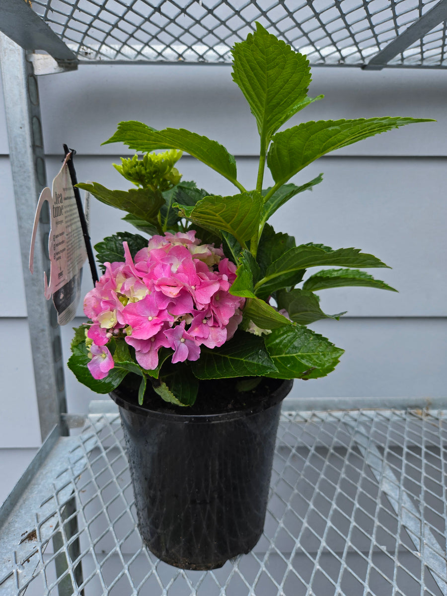 HYDRANGEA TEATIME PINK SENSATION 175MM