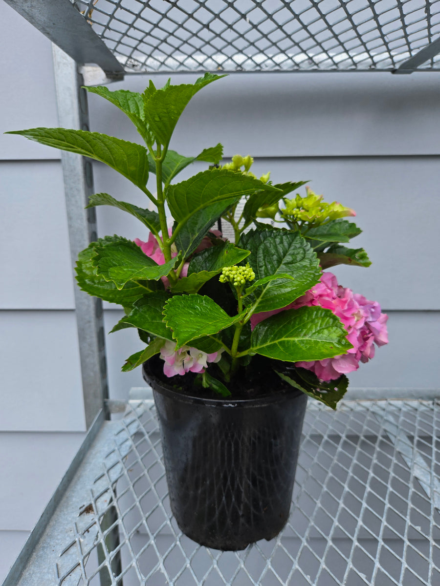 HYDRANGEA TEATIME PINK SENSATION 175MM