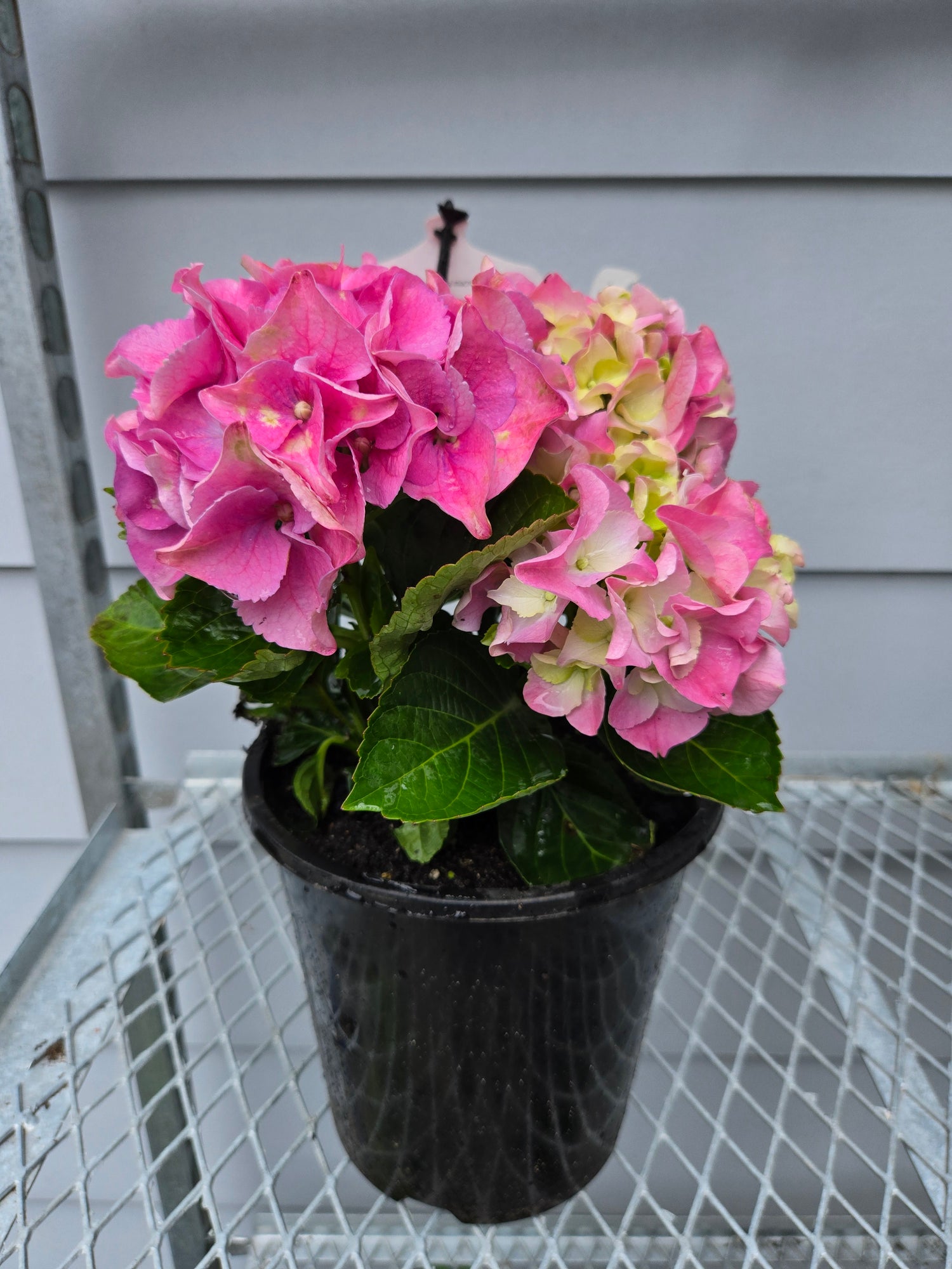 HYDRANGEA TEATIME PINK SENSATION 175MM