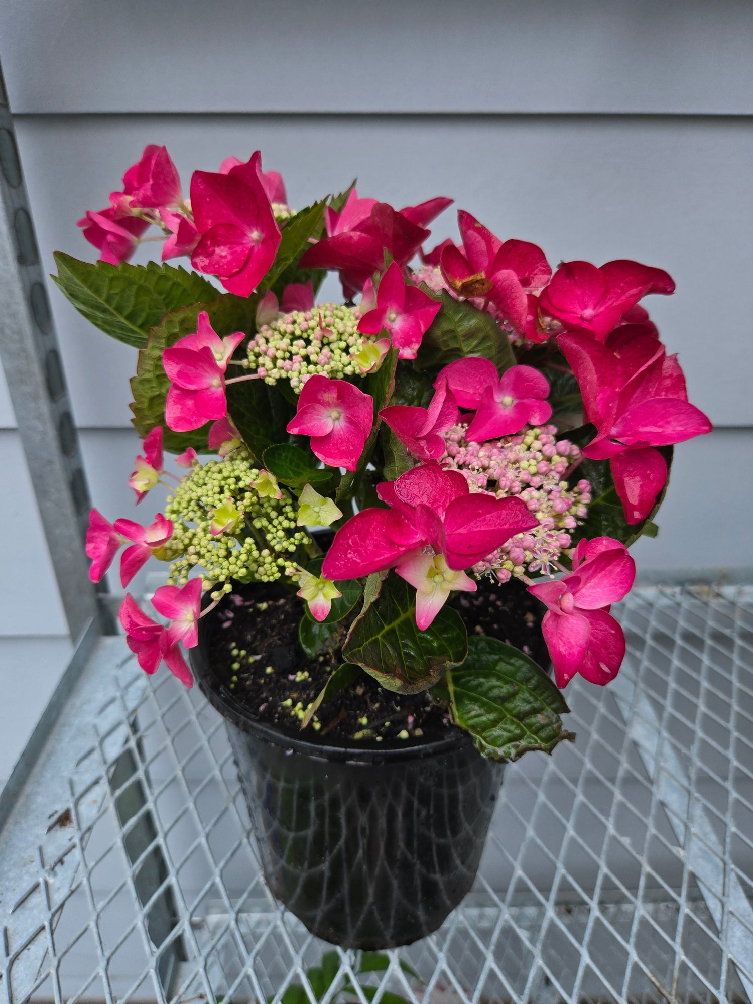 HYDRANGEA STRAWBERRIES & CREAM 175MM