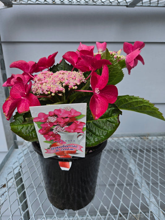 HYDRANGEA STRAWBERRIES & CREAM 175MM