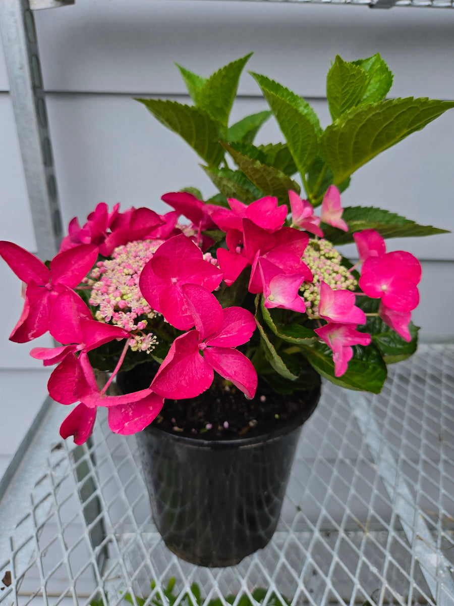 HYDRANGEA STRAWBERRIES & CREAM 175MM