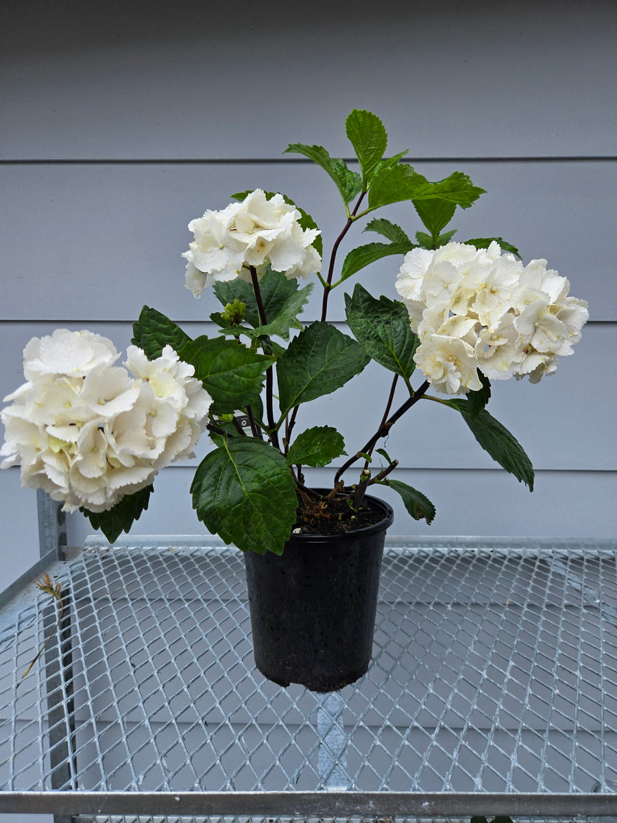 HYDRANGEA OBSIDIAN WHITE KNIGHT 175MM