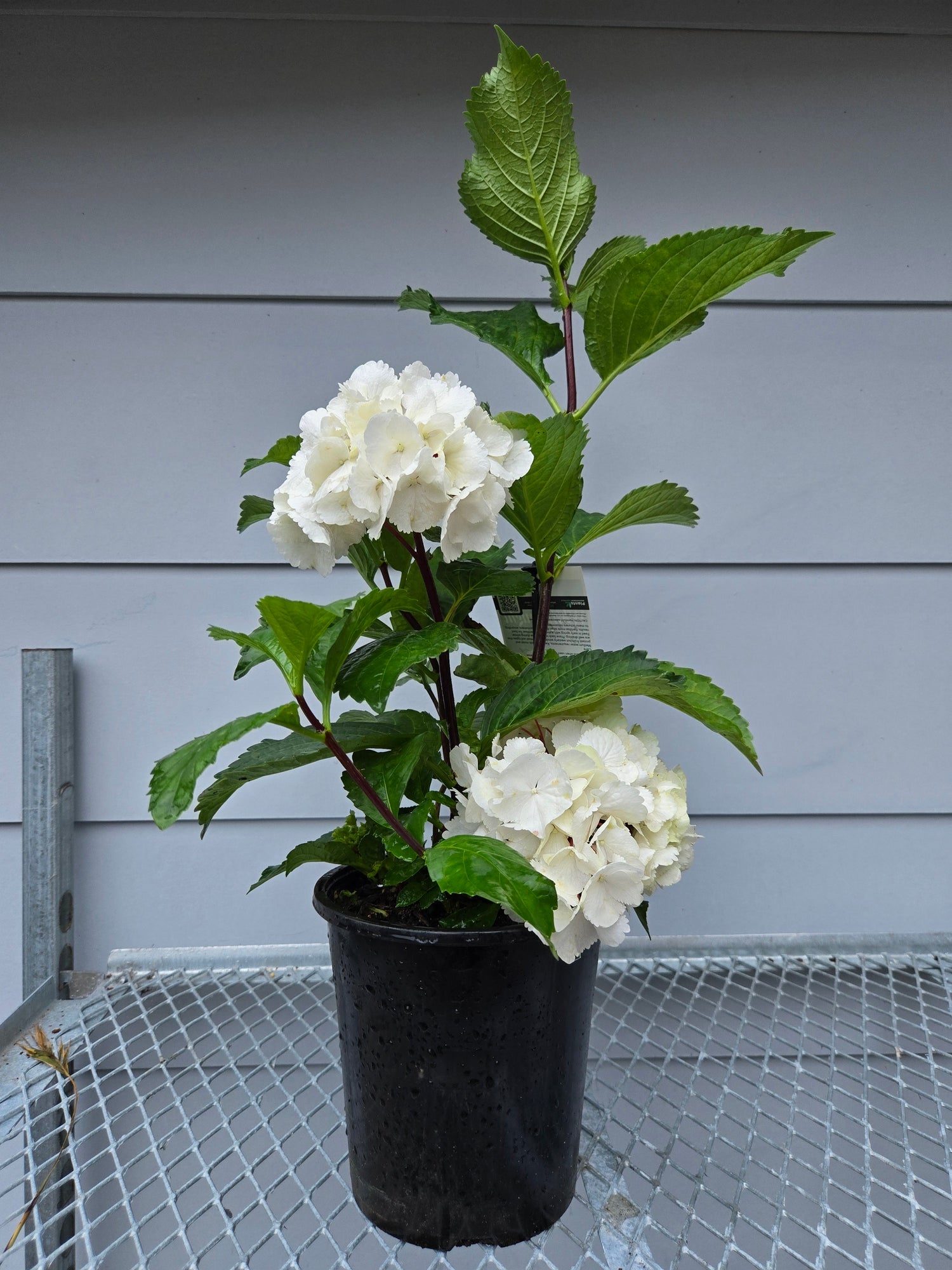 HYDRANGEA OBSIDIAN WHITE KNIGHT 175MM