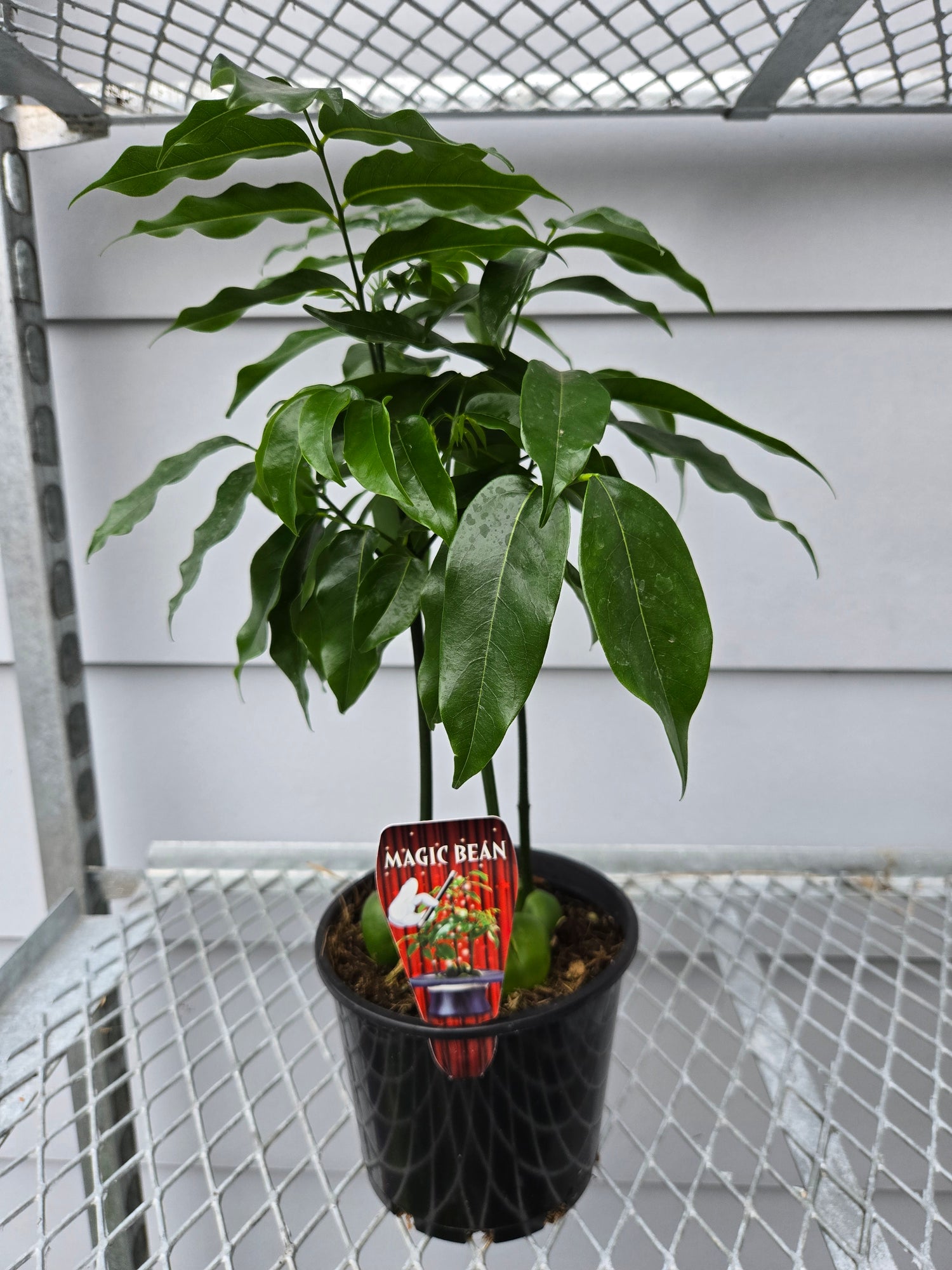 MAGIC BEAN PLANT 140MM