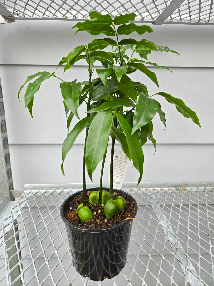 MAGIC BEAN PLANT 140MM