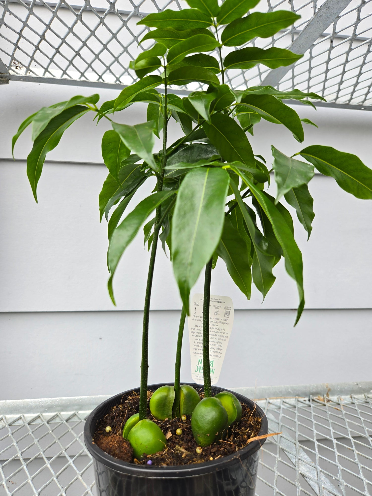 lucky bean plant indoors MAGIC BEAN PLANT 140MM