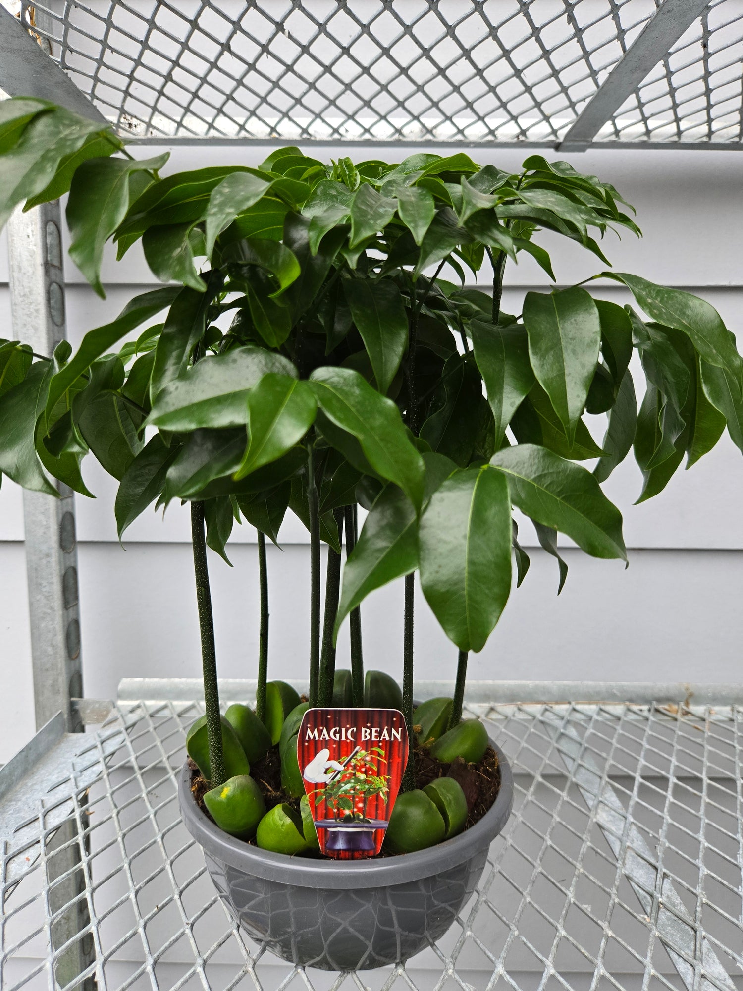 magic bean indoor plant MAGIC BEAN FOREST 200MM