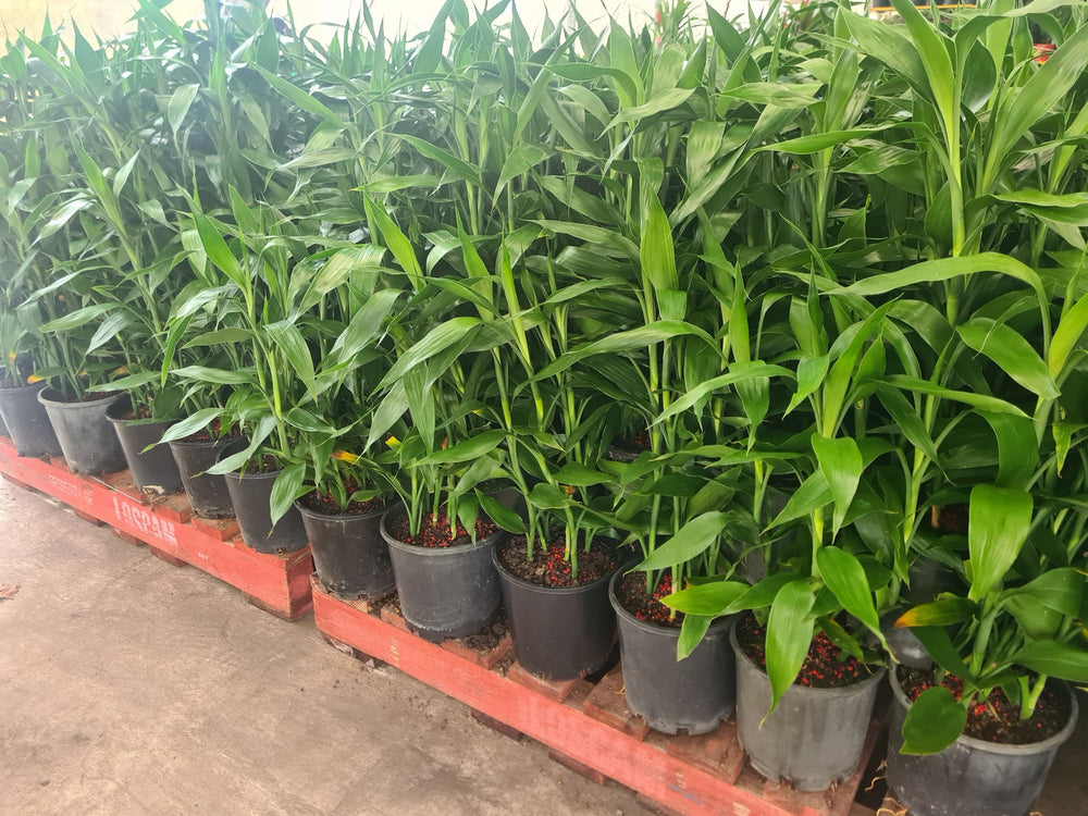 Dracaena Sanderiana (Lucky Bamboo, 200mm)