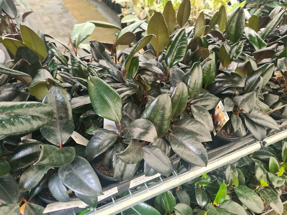 Ficus Robusta (Rubber Plant)