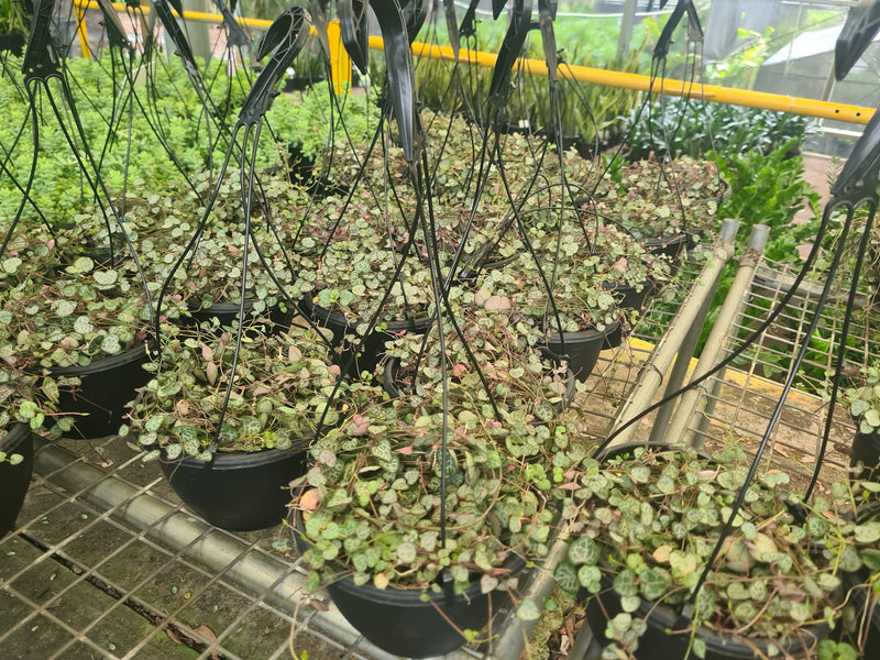 200MM CHAIN OF HEARTS