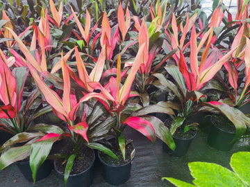 200mm CORDYLINE HILO