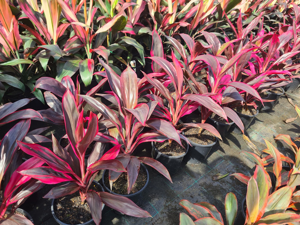 Cordyline Ruby