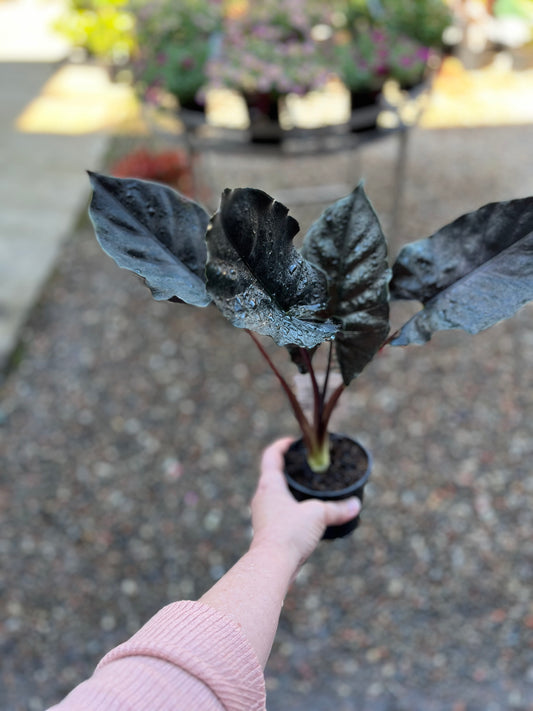 ALOCASIA CHIENLII