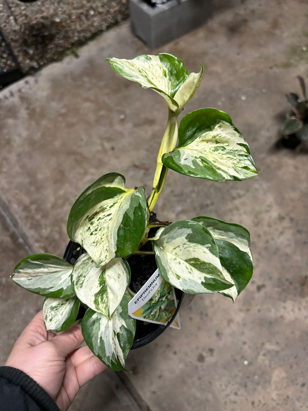 Epipremnum aureum Manjula Pothos, 130mm