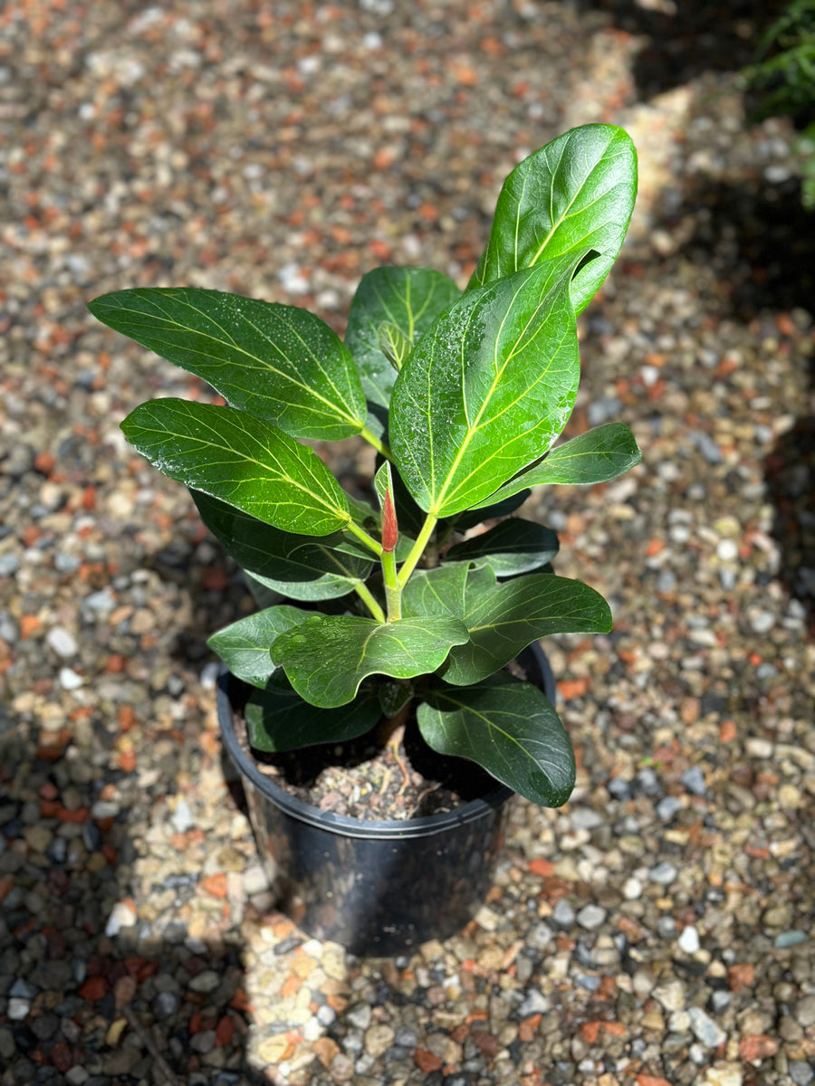 FICUS AUDREY