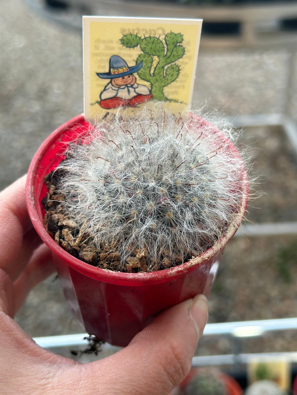 Cactus 70mm