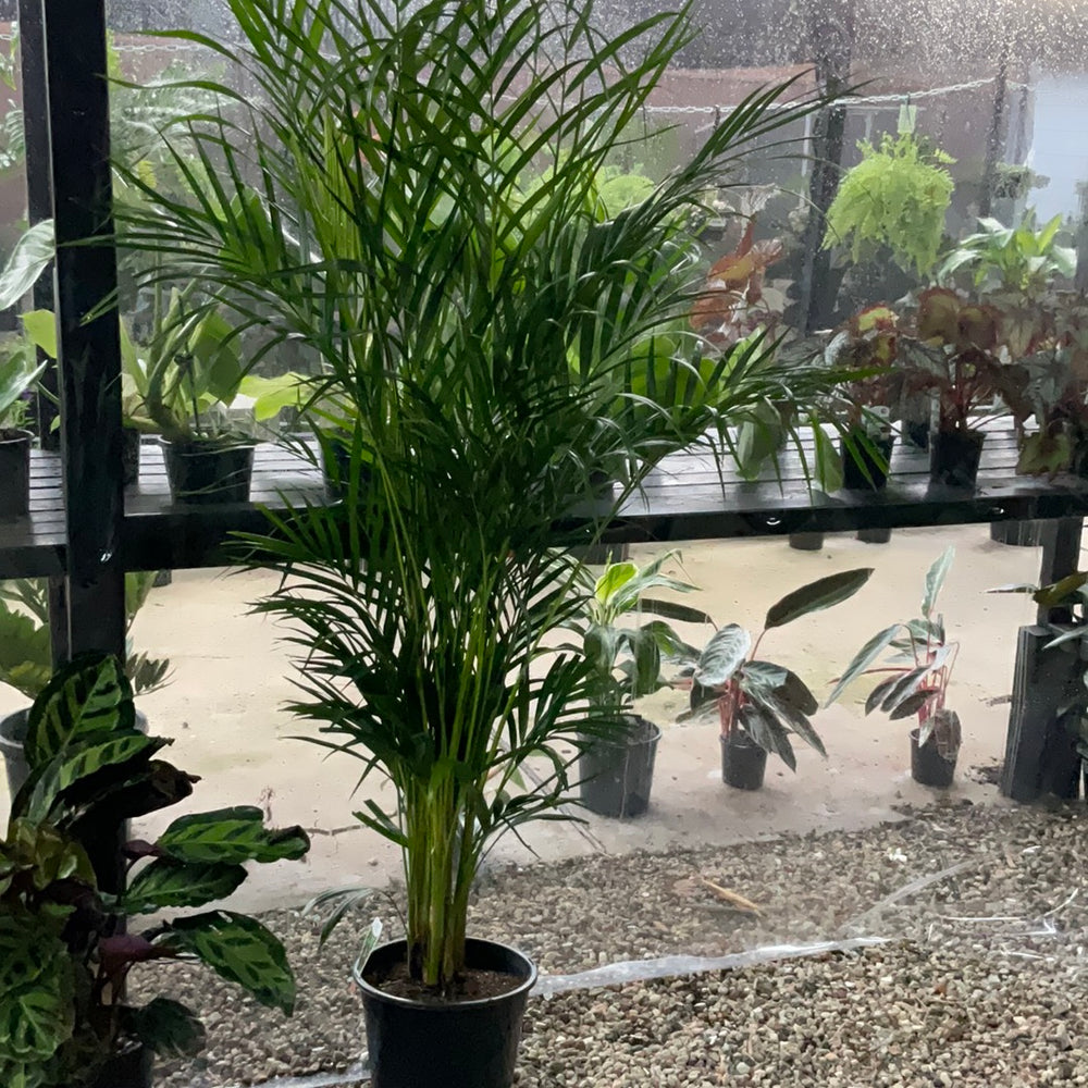 Golden Cane Palm