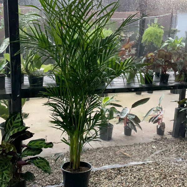 Golden Cane Palm