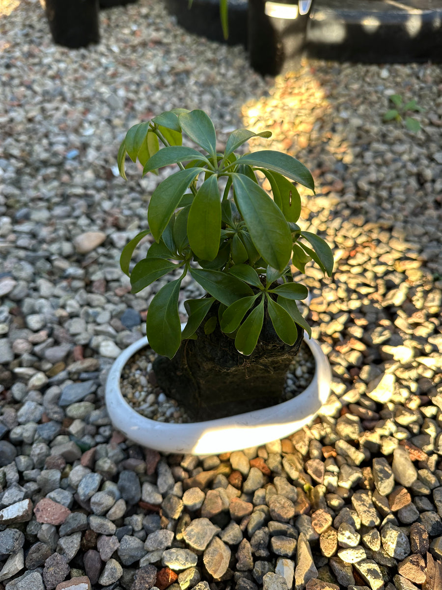 SCHEFFLERA BONSAI