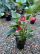 ANTHURIUM FLOWER