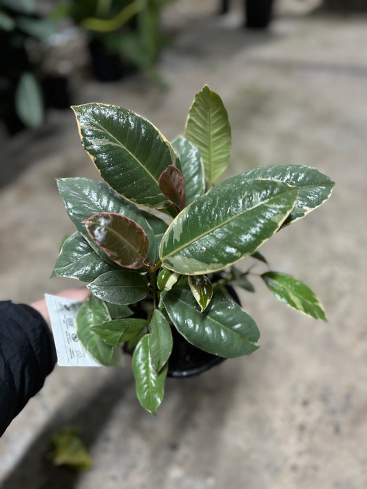 FICUS TINEKE