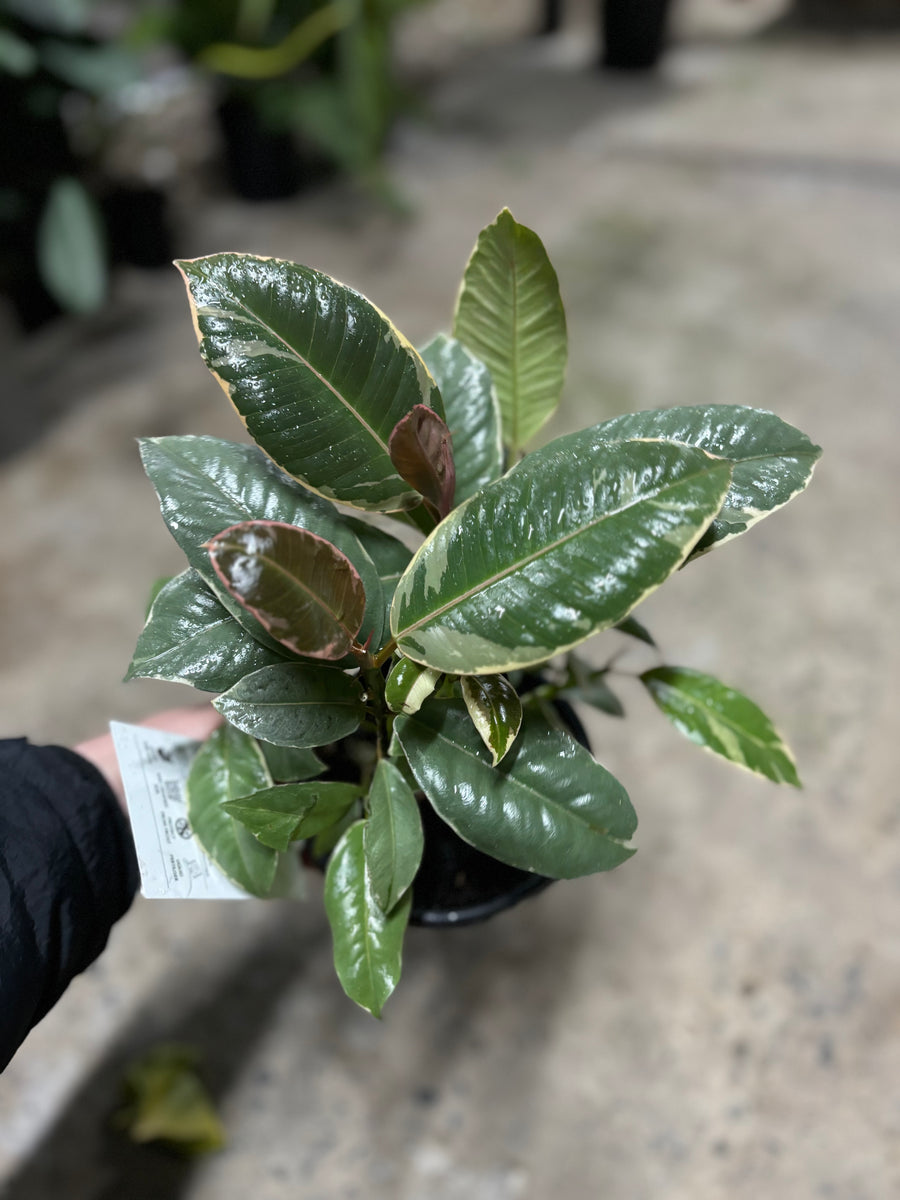 FICUS TINEKE