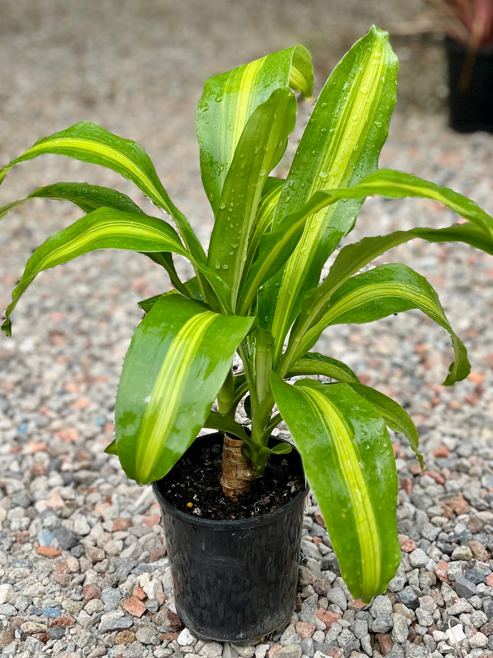 Happy Plant
