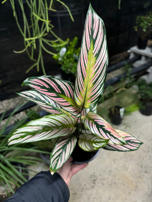 CALATHEA WHITE STAR