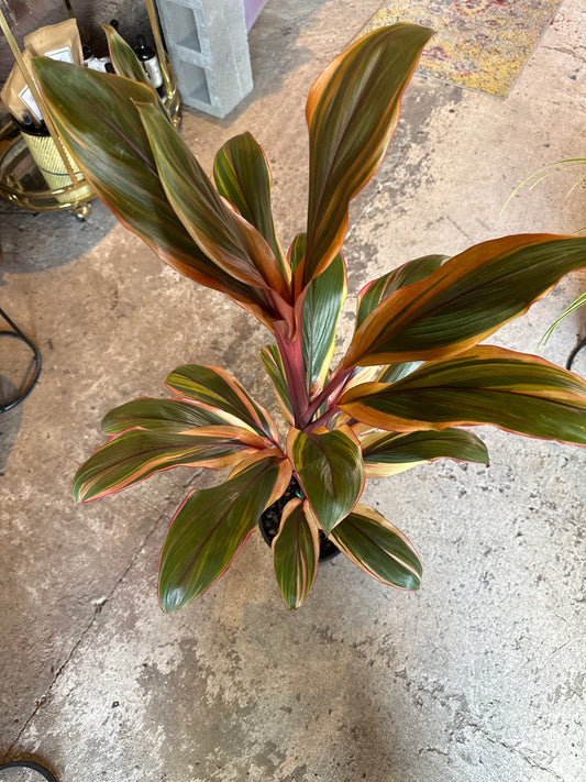 CORDYLINE FRUTICOSA CHOCOLATE QUEEN 200MM