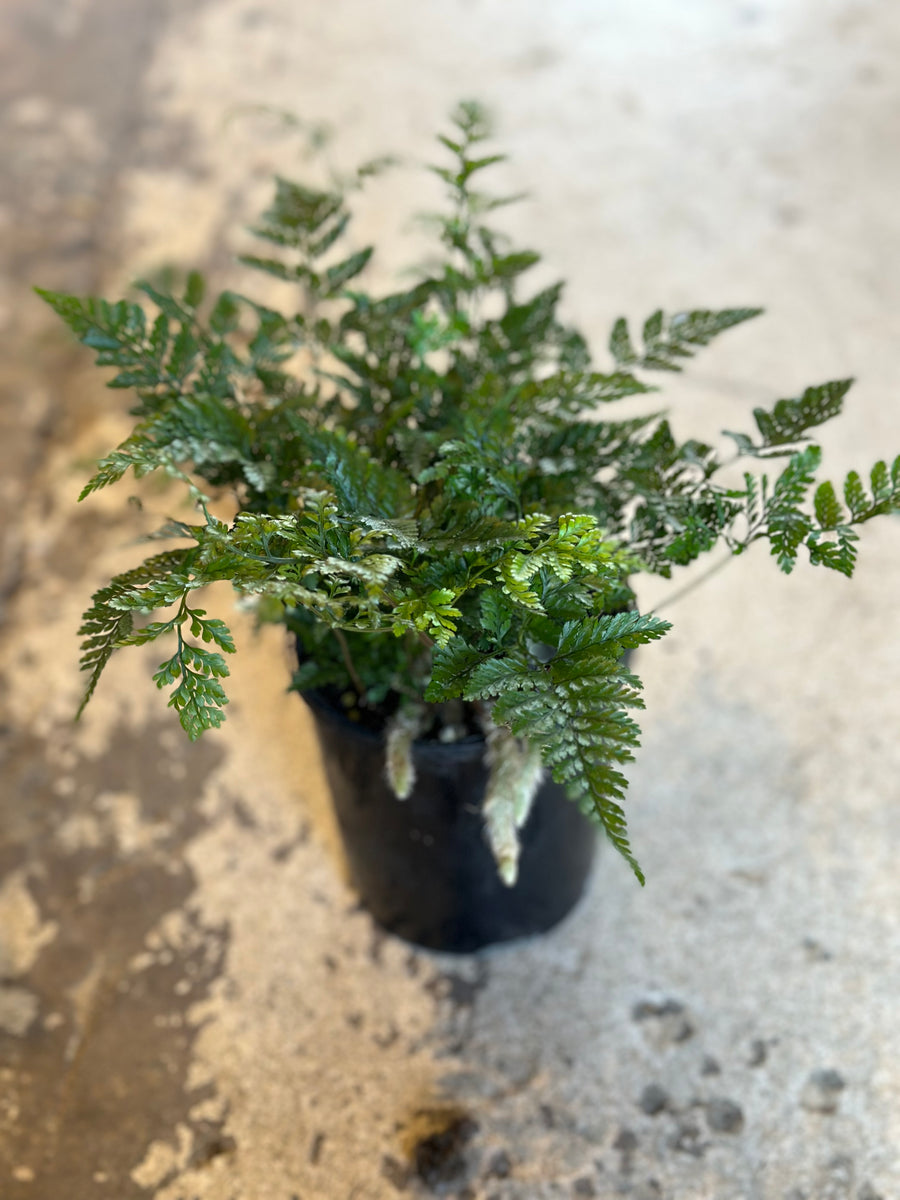 WHITE RABBITS FOOT FERN 200MM