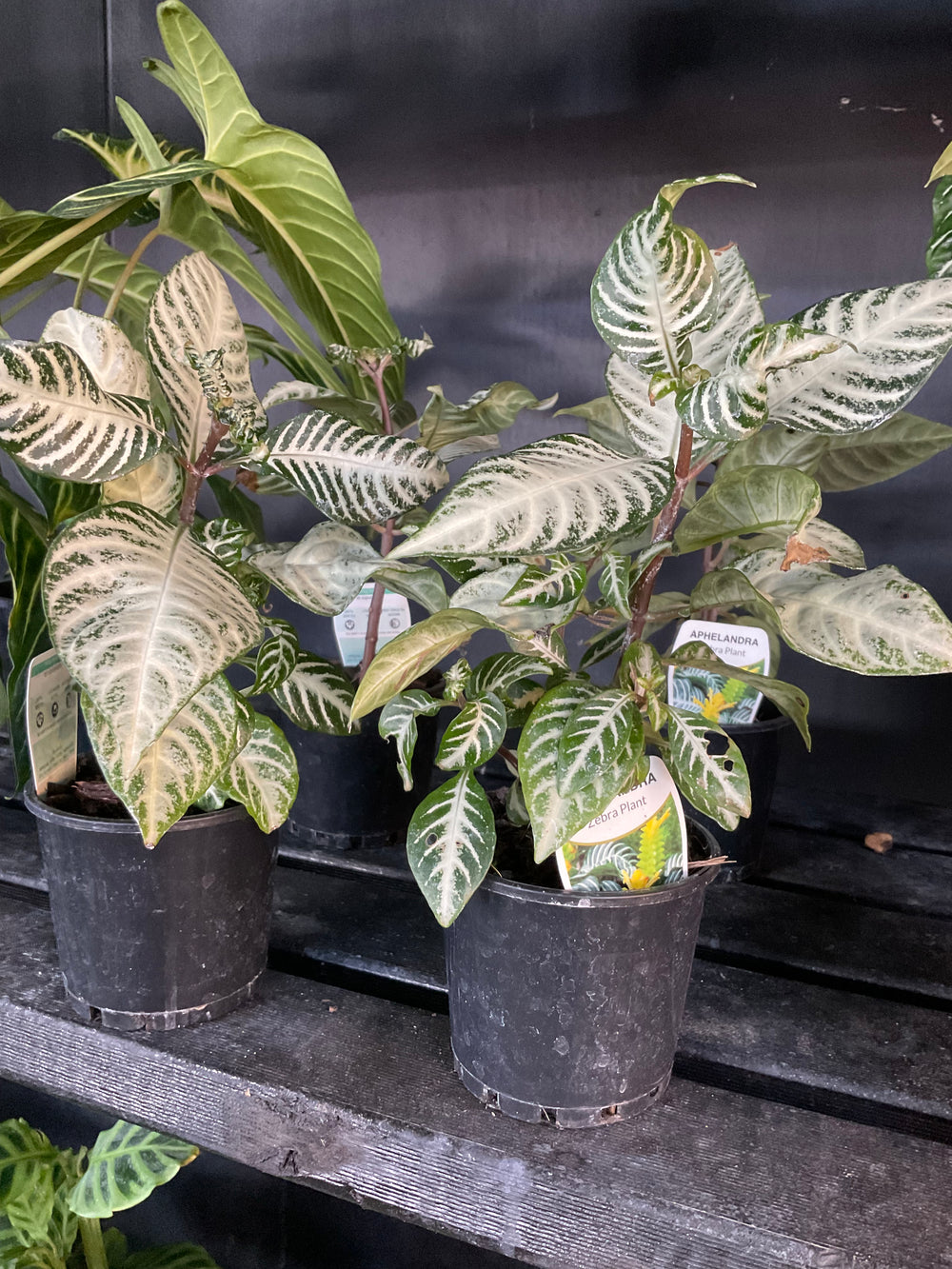 Aphelandra Zebra Plant 100mm