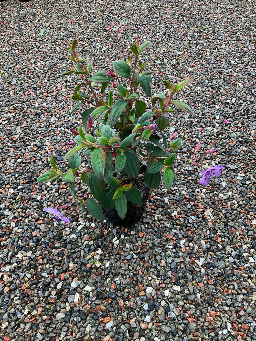 Tibouchina 'Blue Moon'
