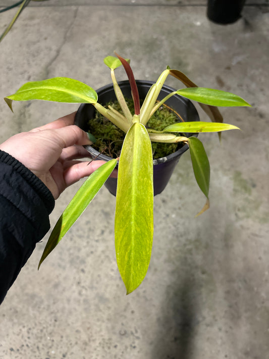 PHILODENDRON PAINTED LADY (NON TC)