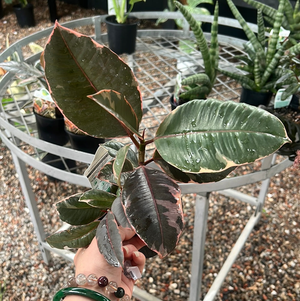 Rubber Plant
