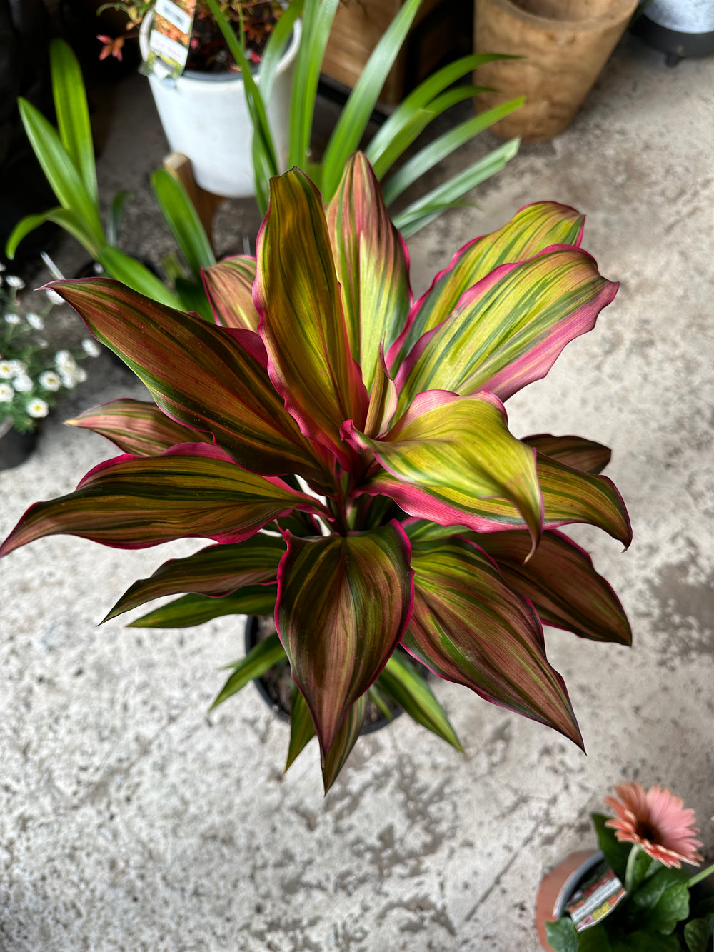 Cordyline Kiwi